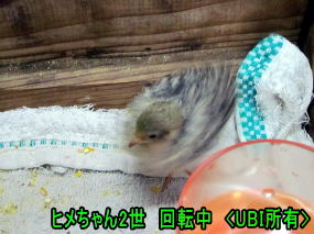ヒメウズラ