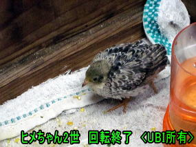 ヒメウズラ