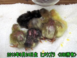 ヒメウズラ 誕生