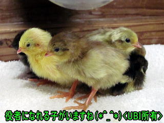 ヒメウズラ 誕生