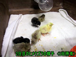 ヒメウズラ 誕生