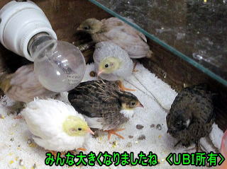 ヒメウズラ