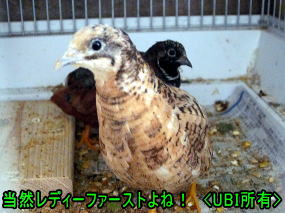 ヒメウズラ　レッドブレスト　メス