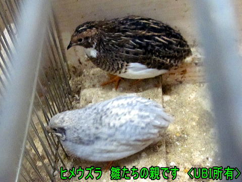ヒメウズラ ペア