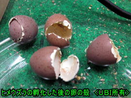 ヒメウズラの孵った後の卵