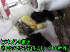 ヒメウズラ　誕生