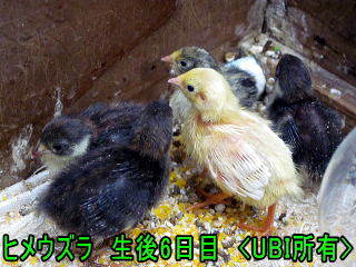 ヒメウズラ