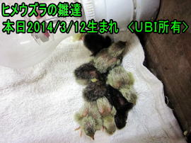ヒメウズラ　誕生