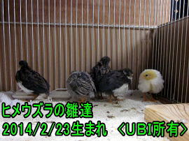 ヒメウズラ達