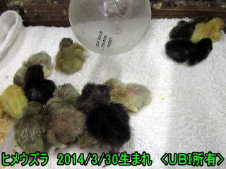 ヒメウズラ 誕生