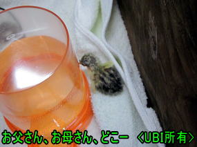 ヒメウズラ　ひよこ　1