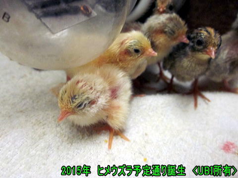 ヒメウズラ 誕生