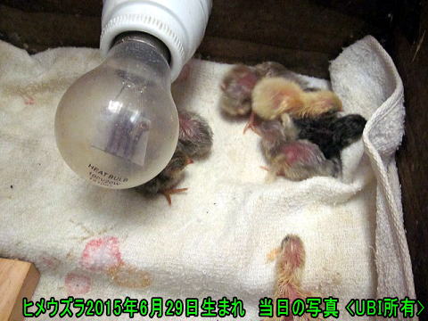 ヒメウズラ 誕生