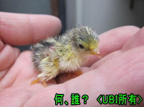 ヒメウズラ　ひよこ　2