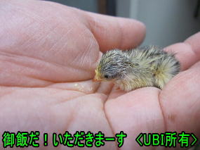 ヒメウズラ　ひよこ　4