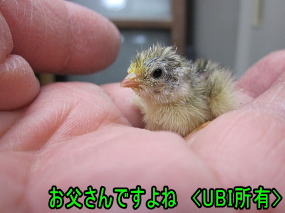 ヒメウズラ　ひよこ　3