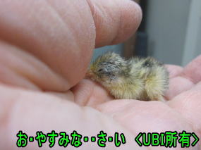 ヒメウズラ　ひよこ　6