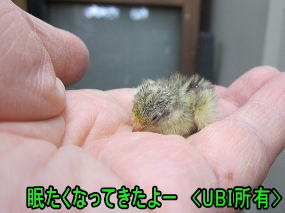 ヒメウズラ　ひよこ　5