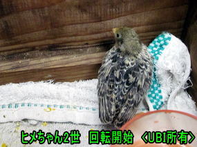 ヒメウズラ