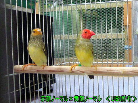 赤顔ノーマル×黄顔ノーマルコモンチョウ ペア