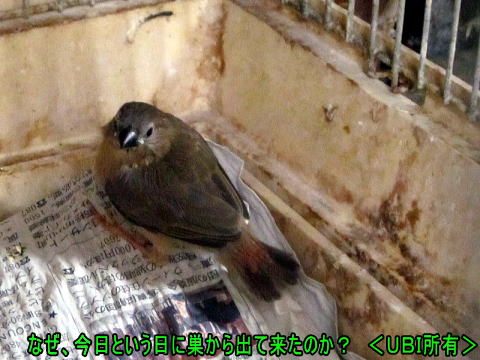 コモンチョウの幼鳥