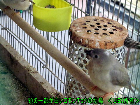 当もの一部が白いコモンチョウの幼鳥