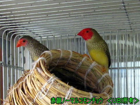 赤顔ノーマルコモンチョウ