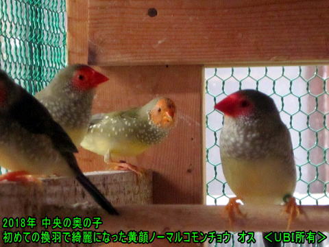 初めての換羽で綺麗になった黄顔ノーマルコモンチョウオス 2018年