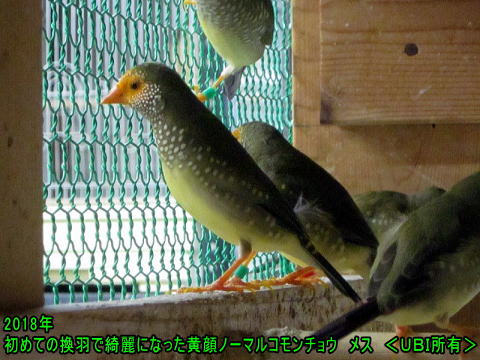 初めての換羽で綺麗になった黄顔ノーマルコモンチョウメス 2018年