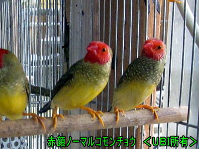赤顔ノーマルコモンチョウ