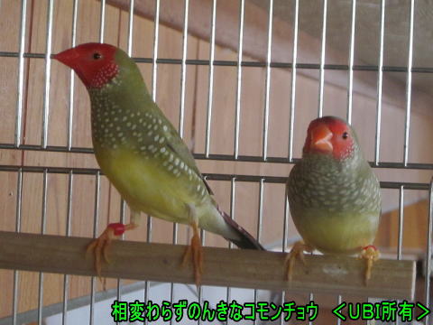コモンチョウのペア