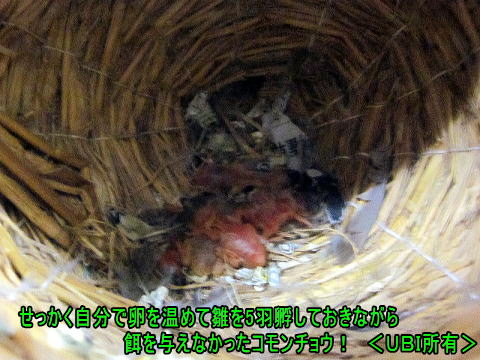 放棄されたコモンチョウの雛達