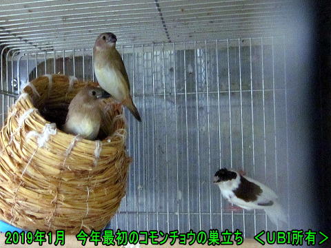 2019年1月 今年最初のコモンチョウの巣立ち