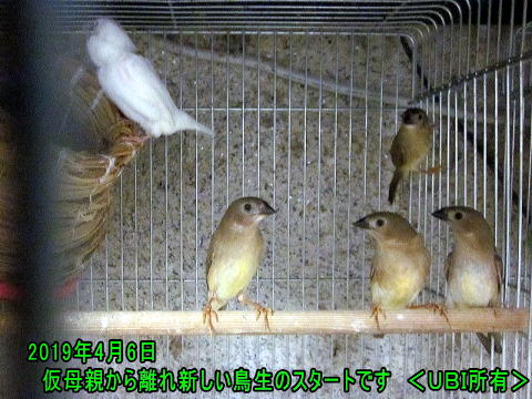 コモンチョウの巣立ち