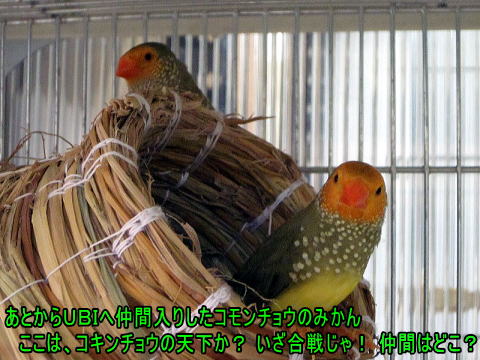 コモンチョウ 黄顔