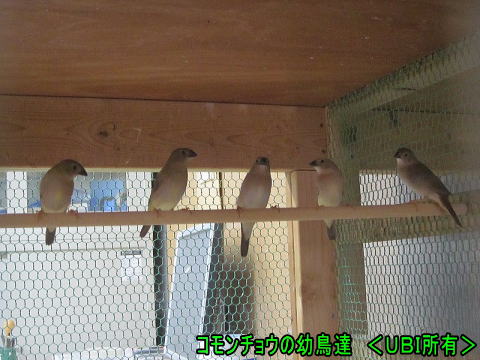 コモンチョウの幼鳥