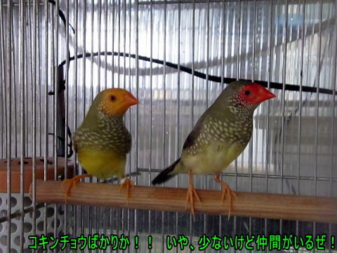 コモンチョウ 新ペア