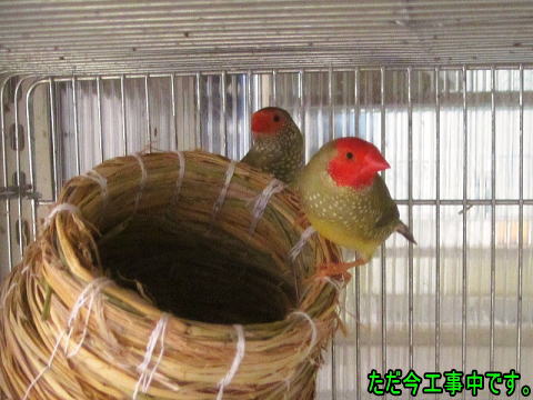 コモンチョウ ペア
