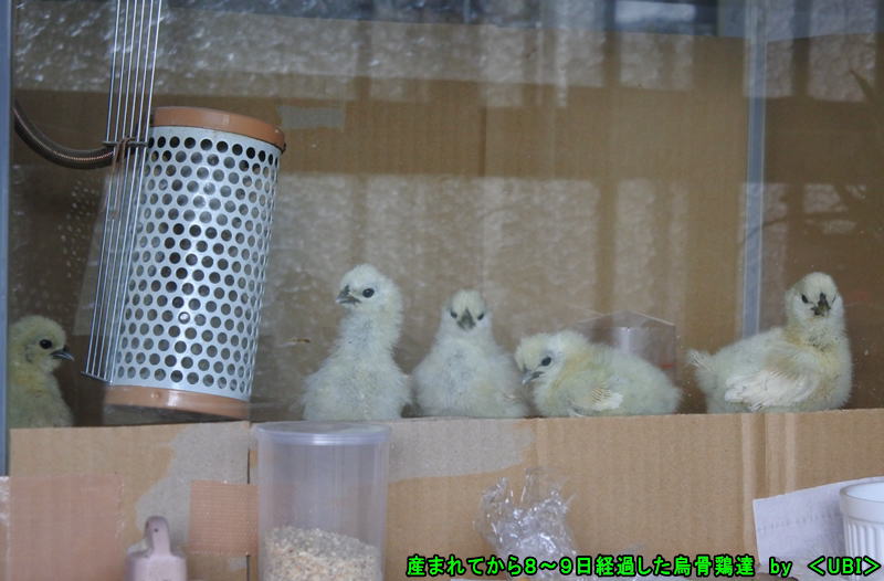 生後1週間ちょっとの烏骨鶏達